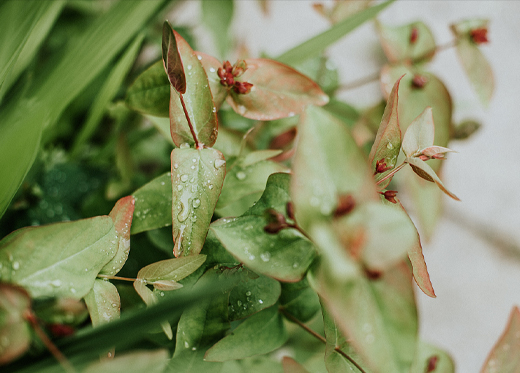 What Is the Difference between Root Powder and Root Extract?