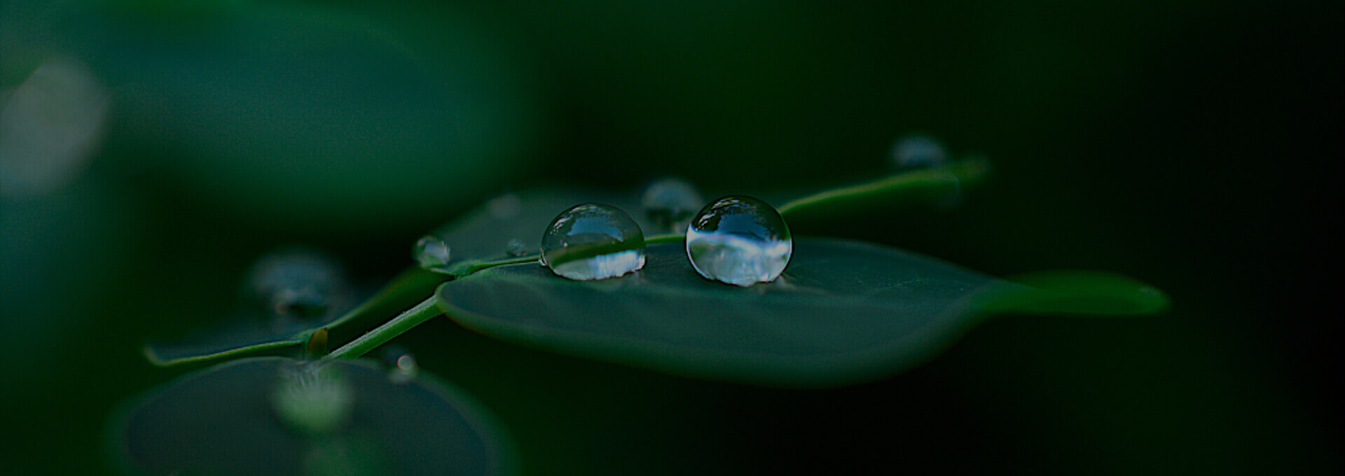 Natural Aroma Ingredients