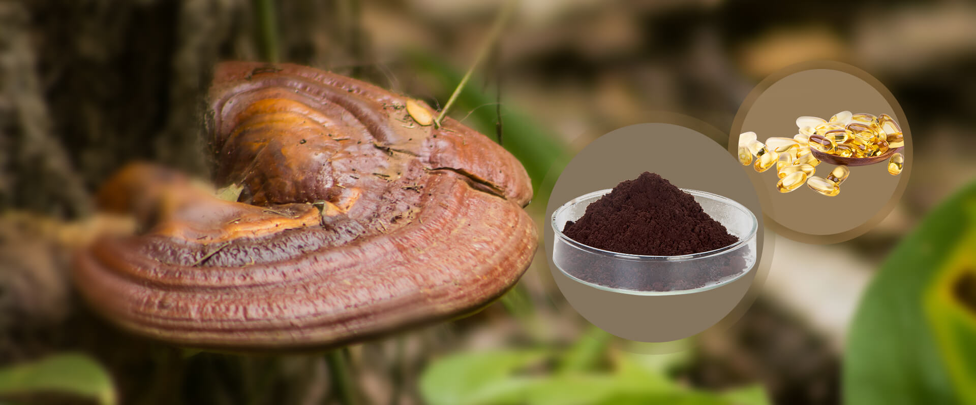 REISHI EXTRACT POWDER SERIES